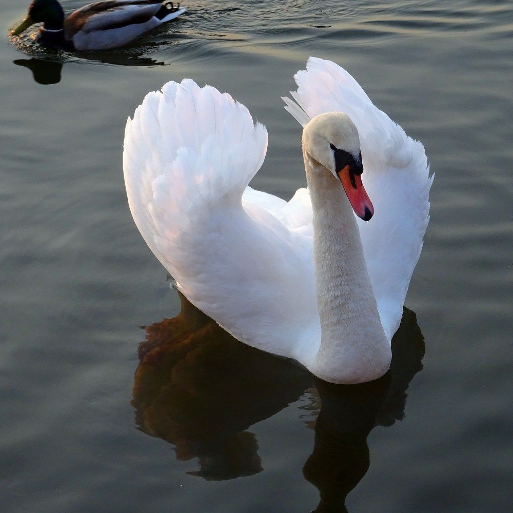 Лебедь шипун в лучох заходящего солнца.