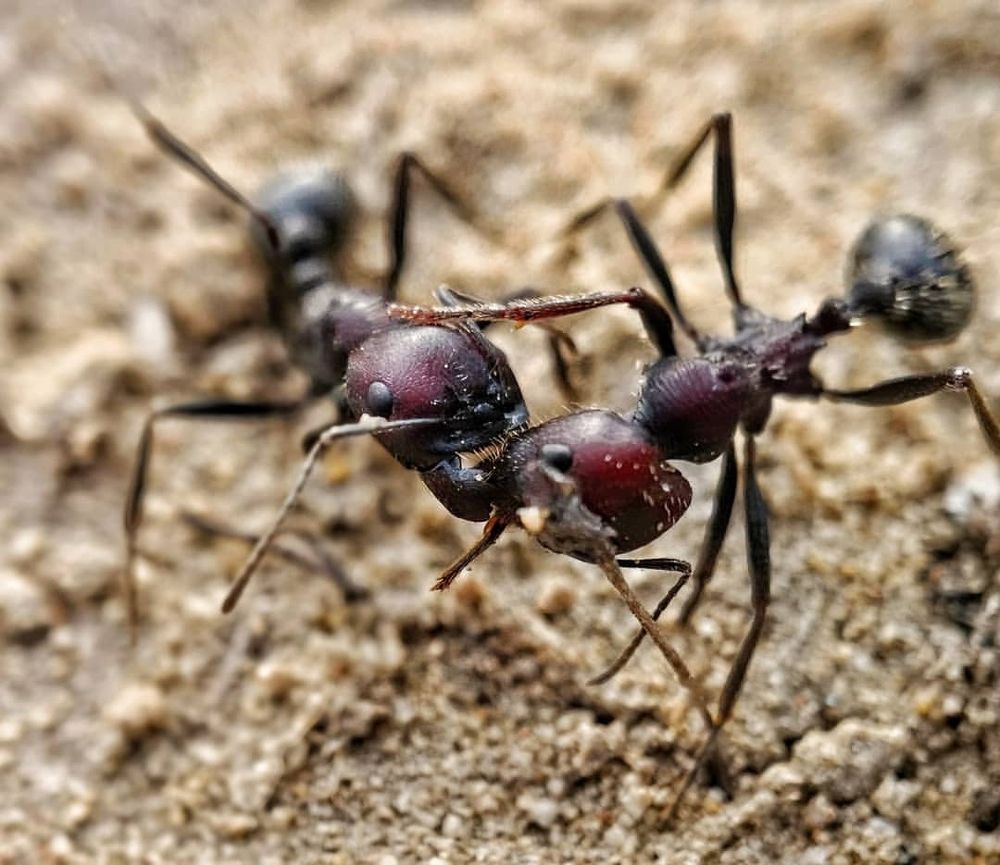 Photograph by Ali Reza Sanaei