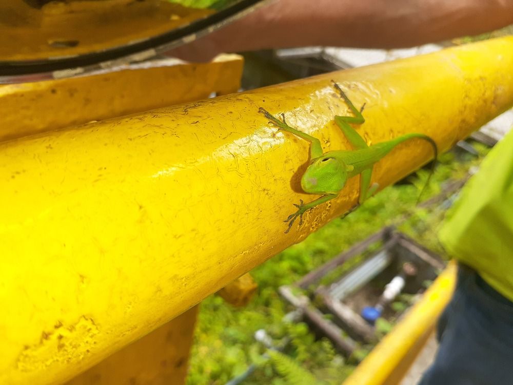 Pequeño lagarto