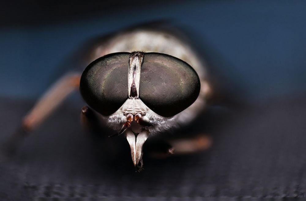 Photograph by Wahid Ferdoush