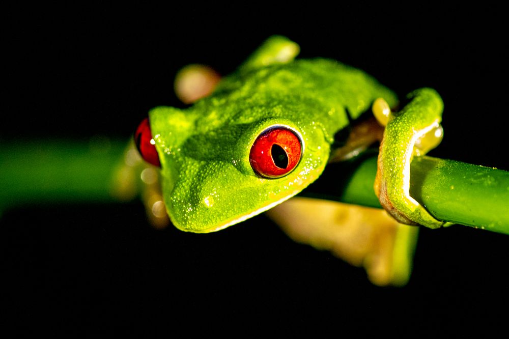 Red eyed tree frog