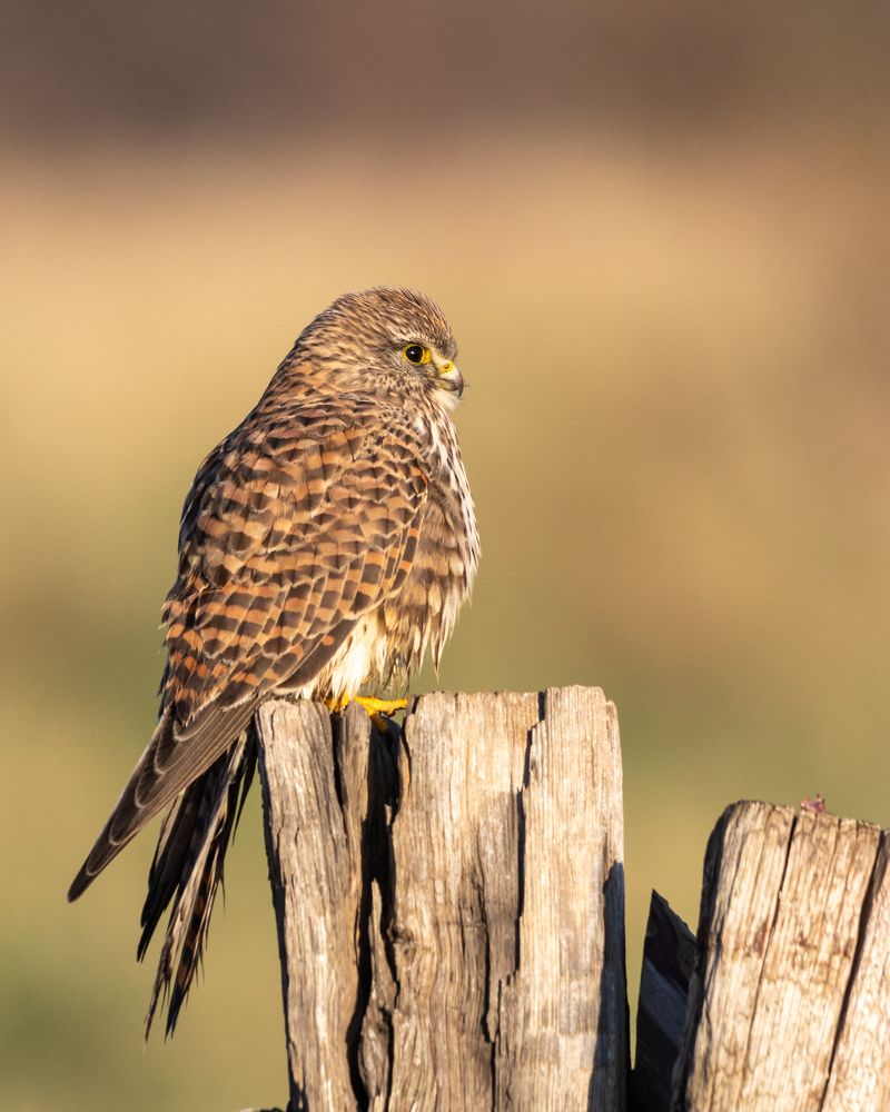 Photograph by Silvia Koopmans