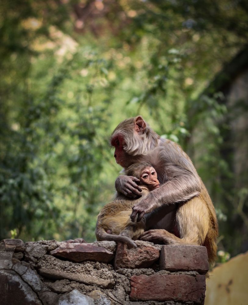 Photograph by Manjeet Rohilla