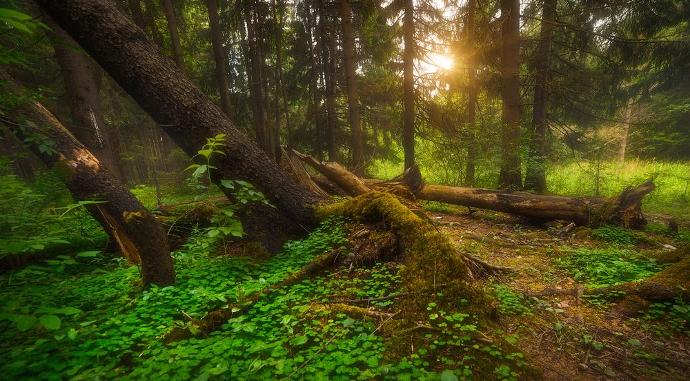 Утро в лесу