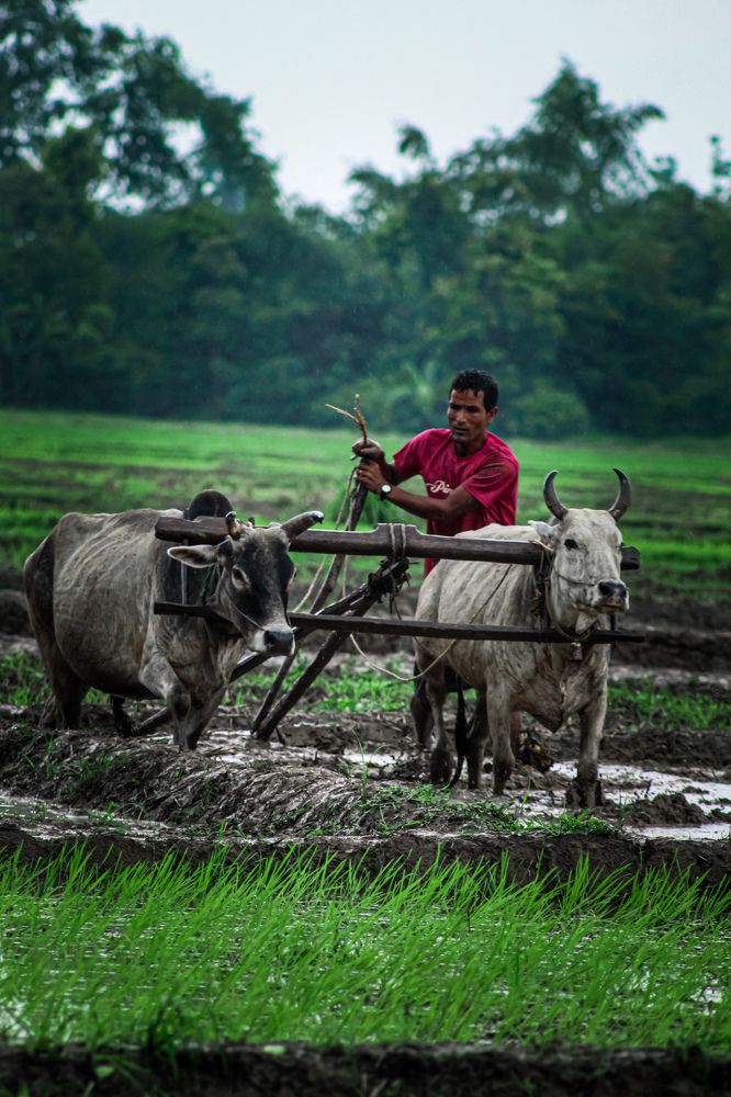 Farmer