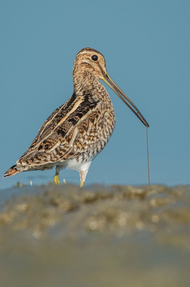 Photograph by Soumendu Das