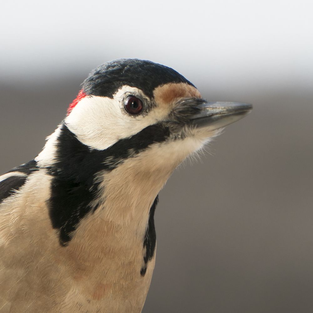 Photograph by Елена Хоменко