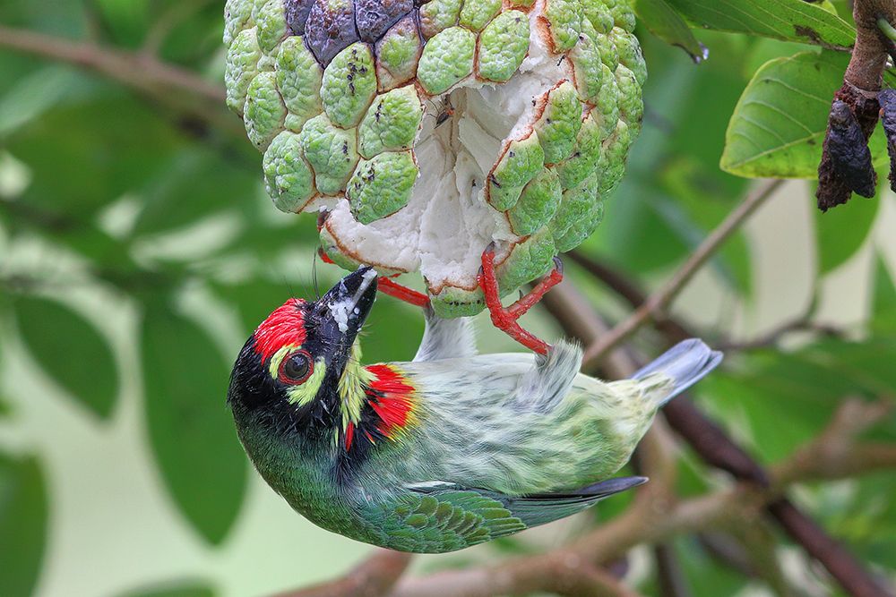 Hidden thief while enjoying sweet custard