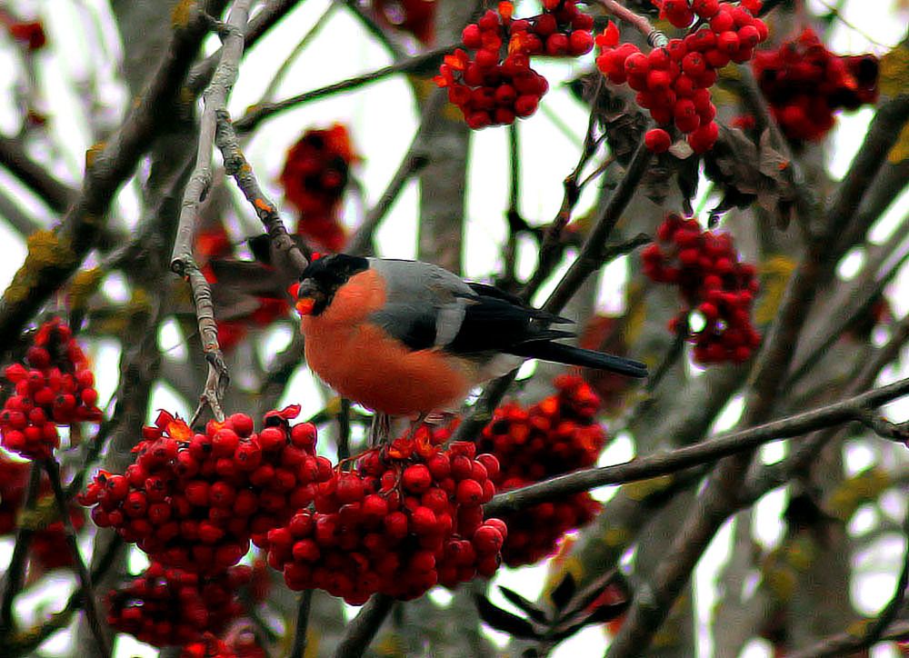 Photograph by Людмила Крышковец
