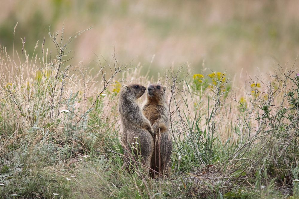 Photograph by Антон Лобачёв