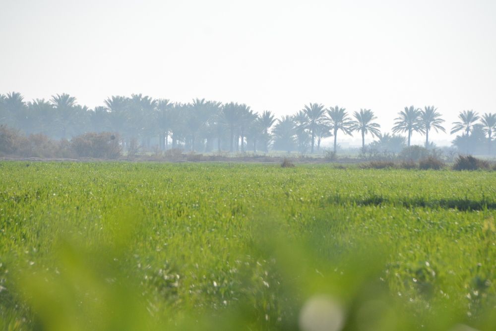 Фотография автора Ahmed Al-AMSHAWI