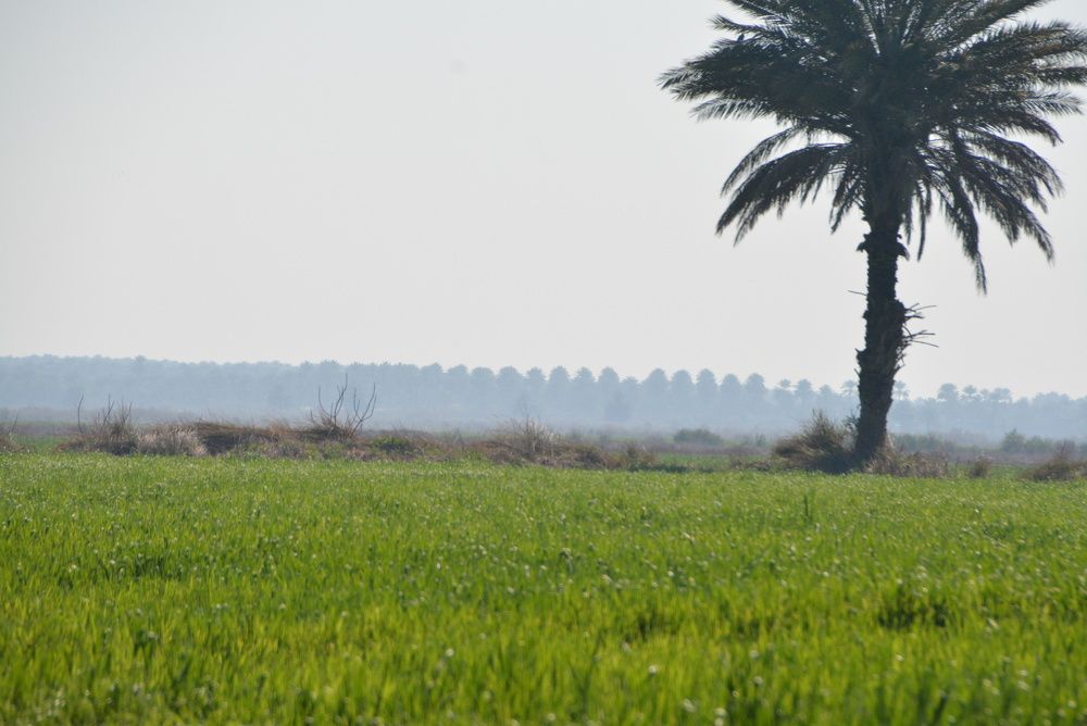 Фотография автора Ahmed Al-AMSHAWI