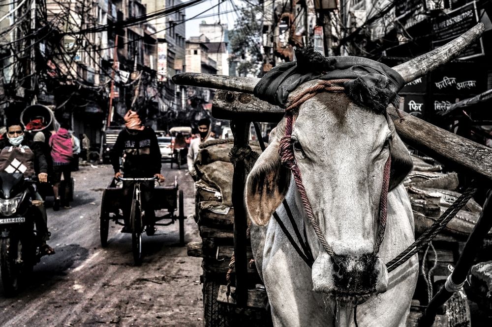 Фотография автора SANJAY BOSE