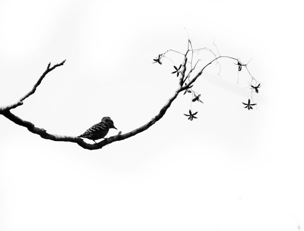 Фотография автора SANJAY BOSE