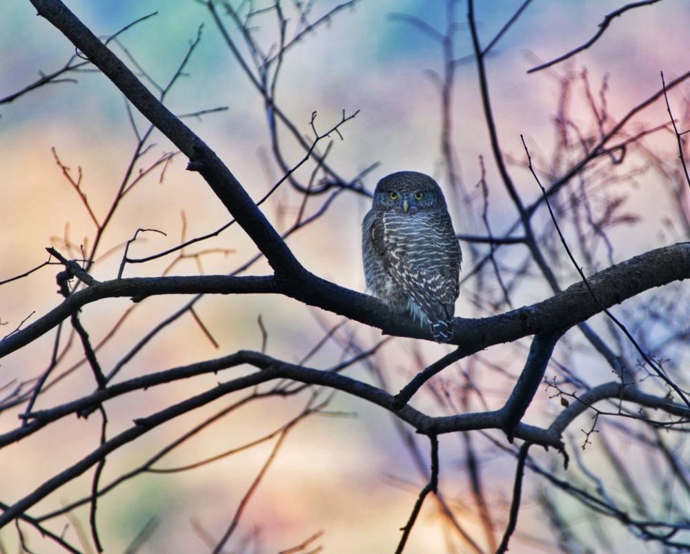 Фотография автора SANJAY BOSE