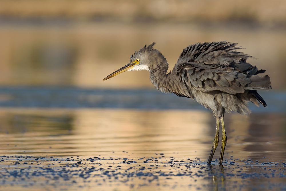 Western Reef Heron stalking its prey