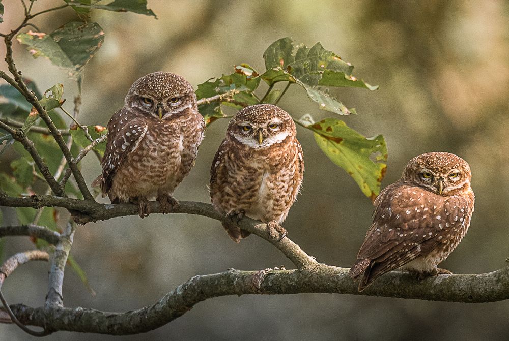 Three Owls