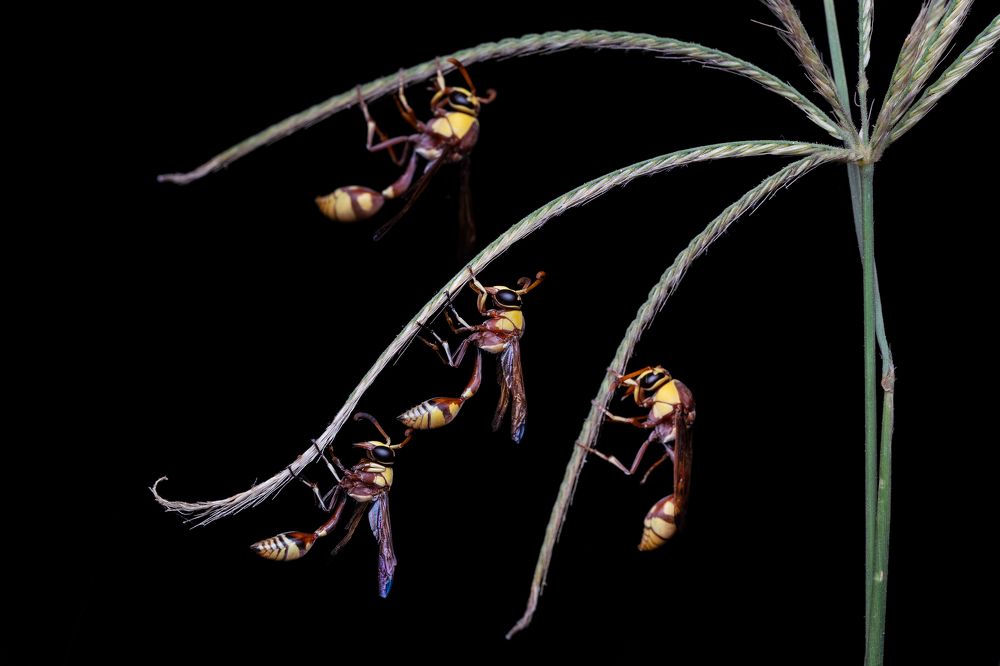 Harlequin potter wasp