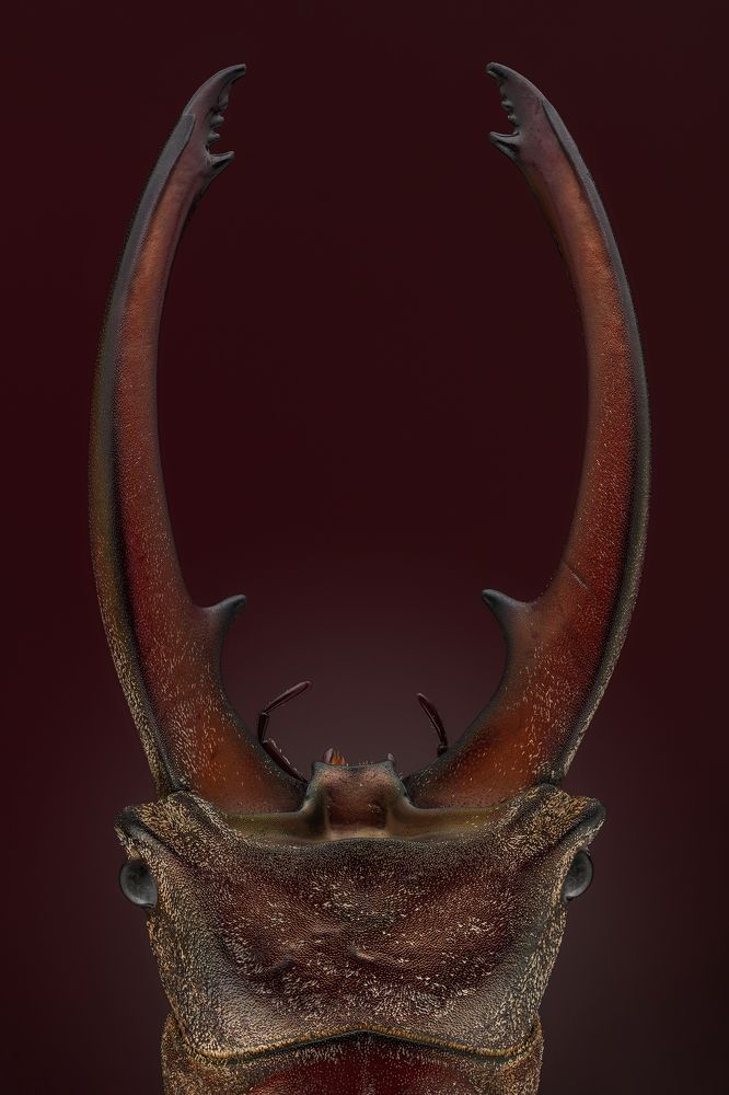 Cyclommatus canaliculatus