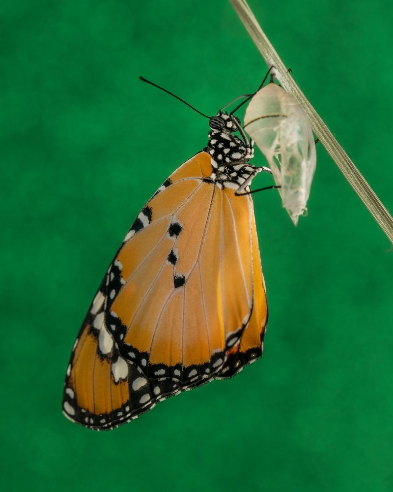 Danaus plexippus