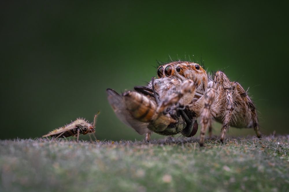 jumping spider