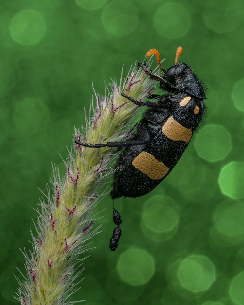 Blister beetle