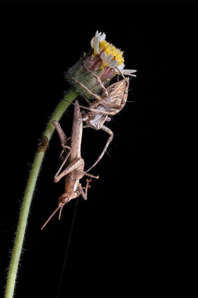 Lynx Spider
