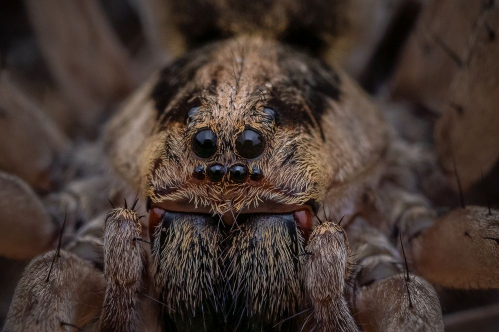 Wolf spider