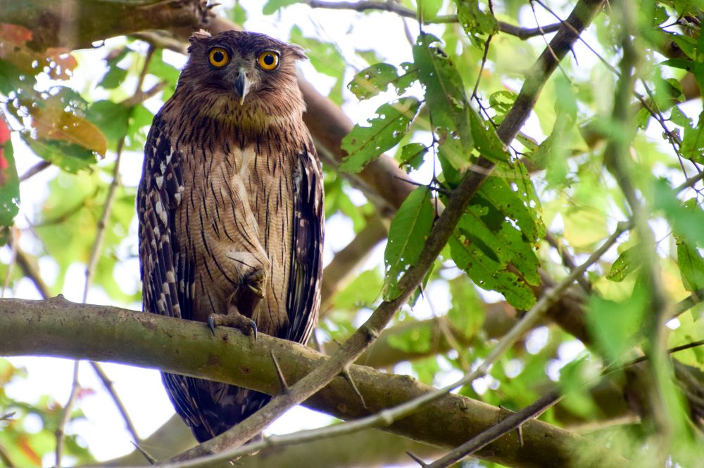 Brown Fish-Owl