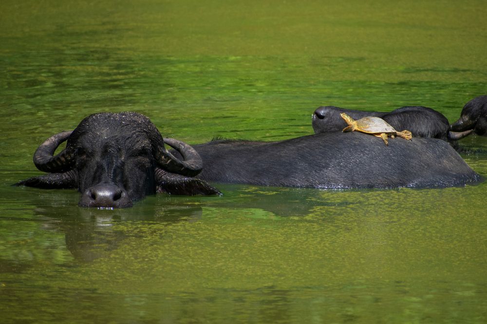 Photograph by Abhishek Saraswat