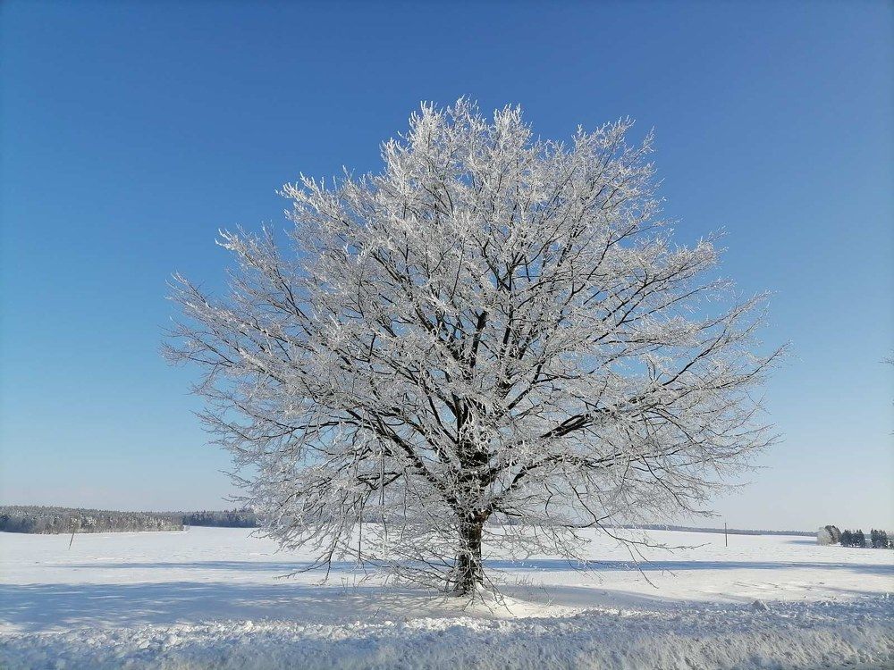 Photograph by Елена