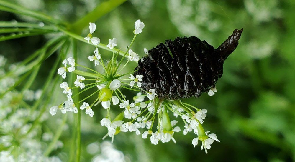 Любовь в природе!