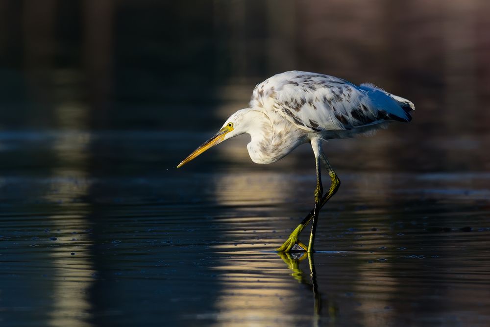 The play of light and shadow
