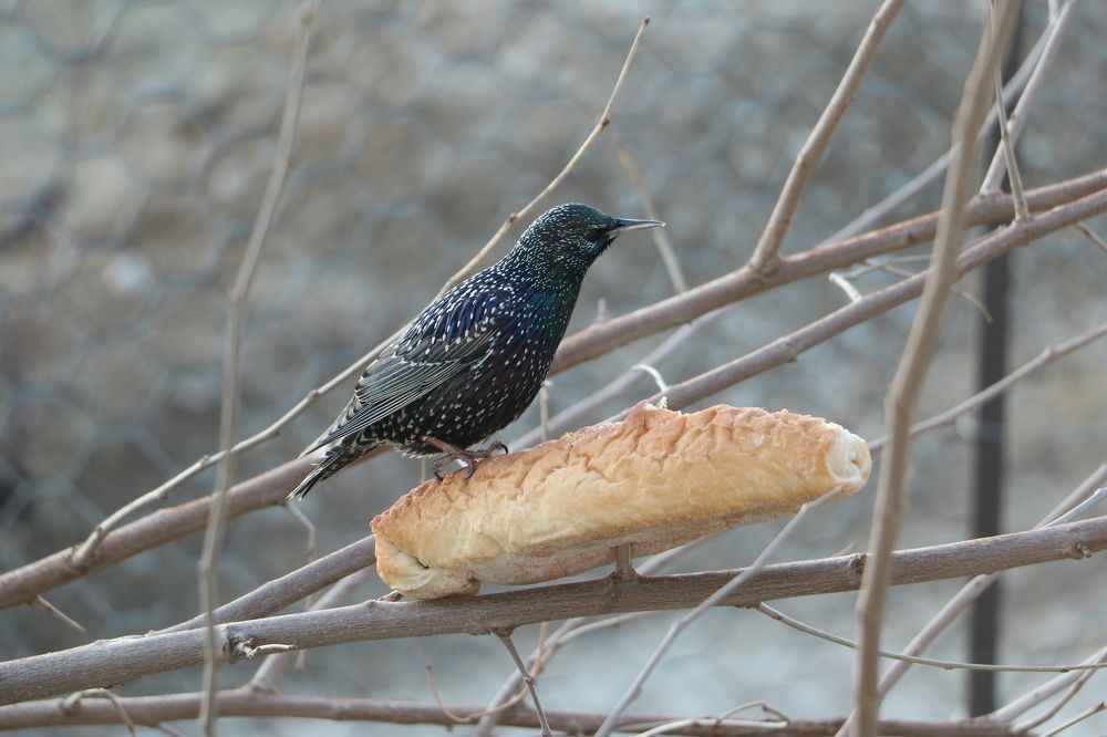 Photograph by Cengiz Yalcin