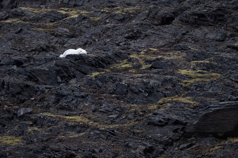 Polar Bears summer life
