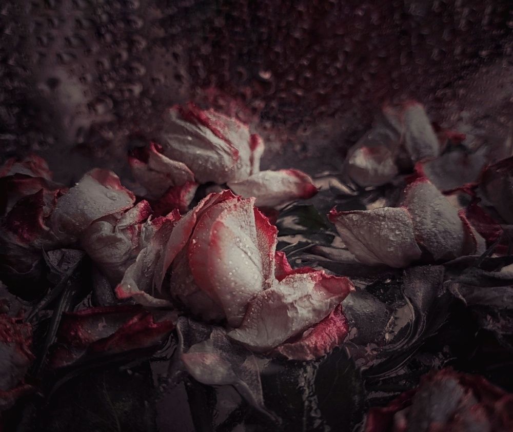 Roses and ice