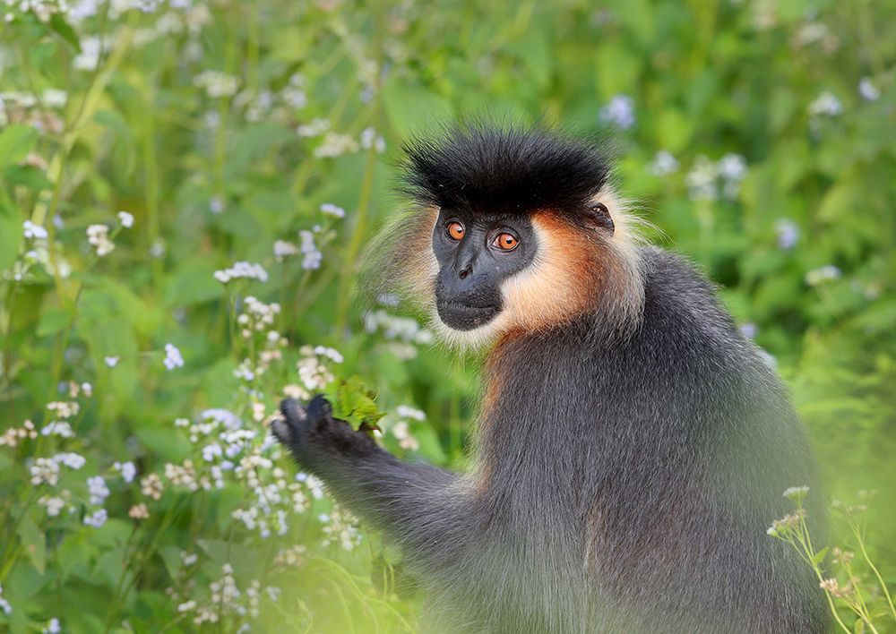 The Capped Langur