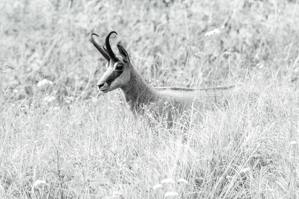 Photograph by Serge Heimlich