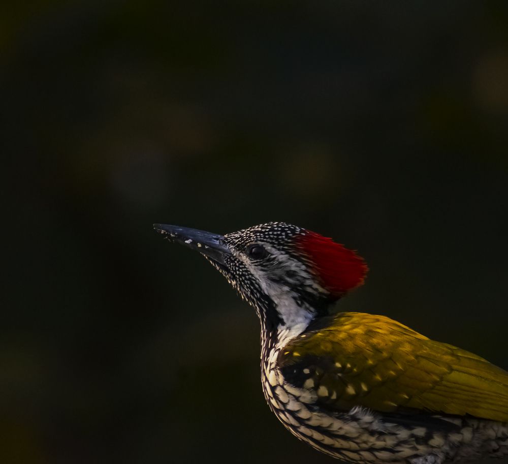 Photograph by RITUBRATA BANERJEE