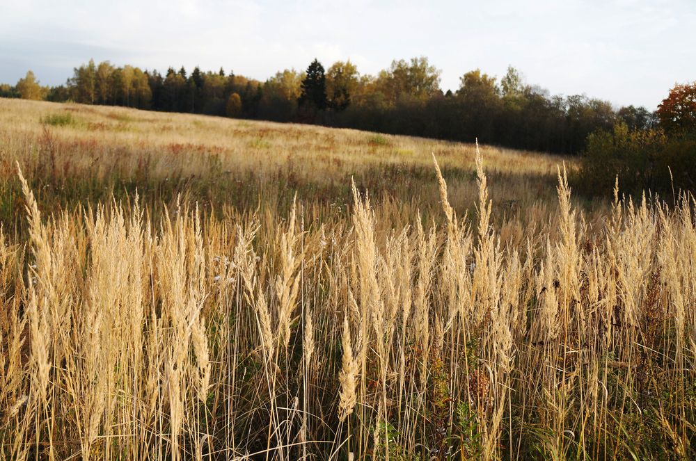 Photograph by Анна Алякина