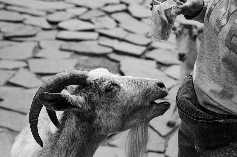 Альпийское нищенство -- святая вещь! (Остап Бендер)