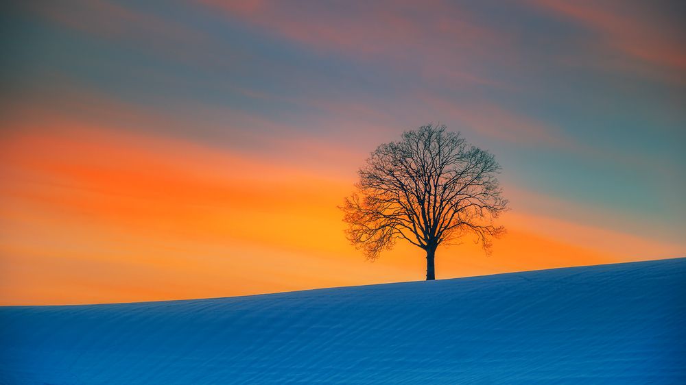 the lonely tree
