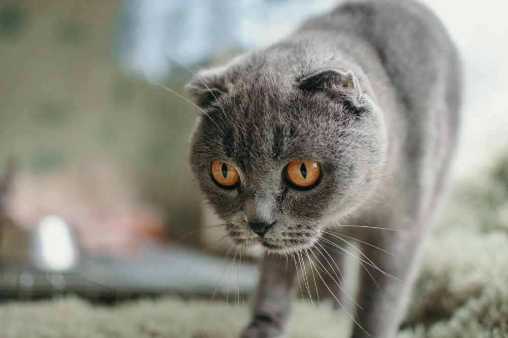 Фотография автора Виктория