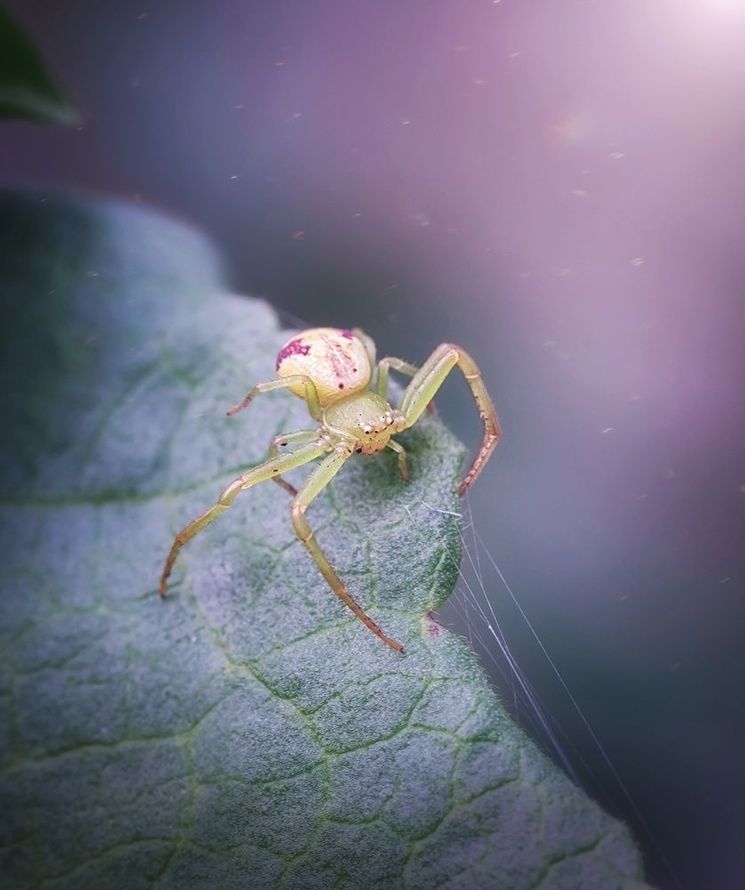 Волшебные струны