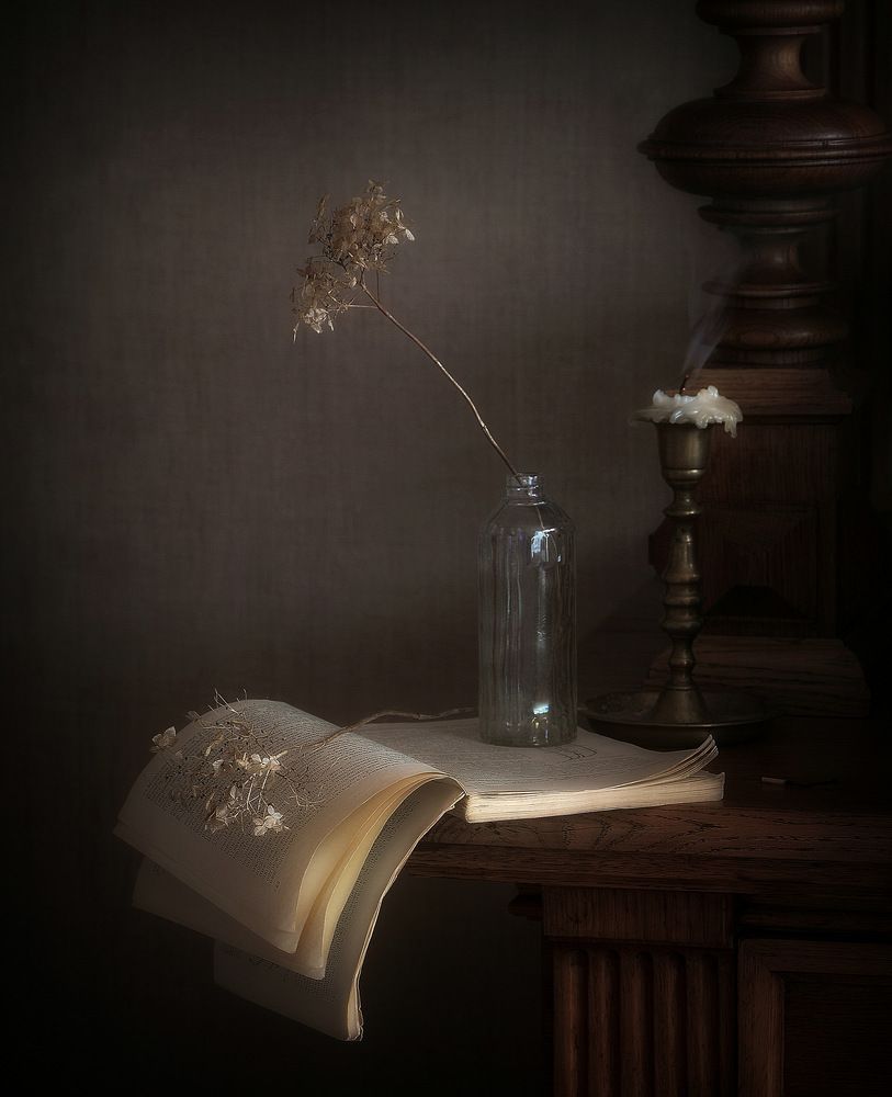 Прошлогодняя гортензия