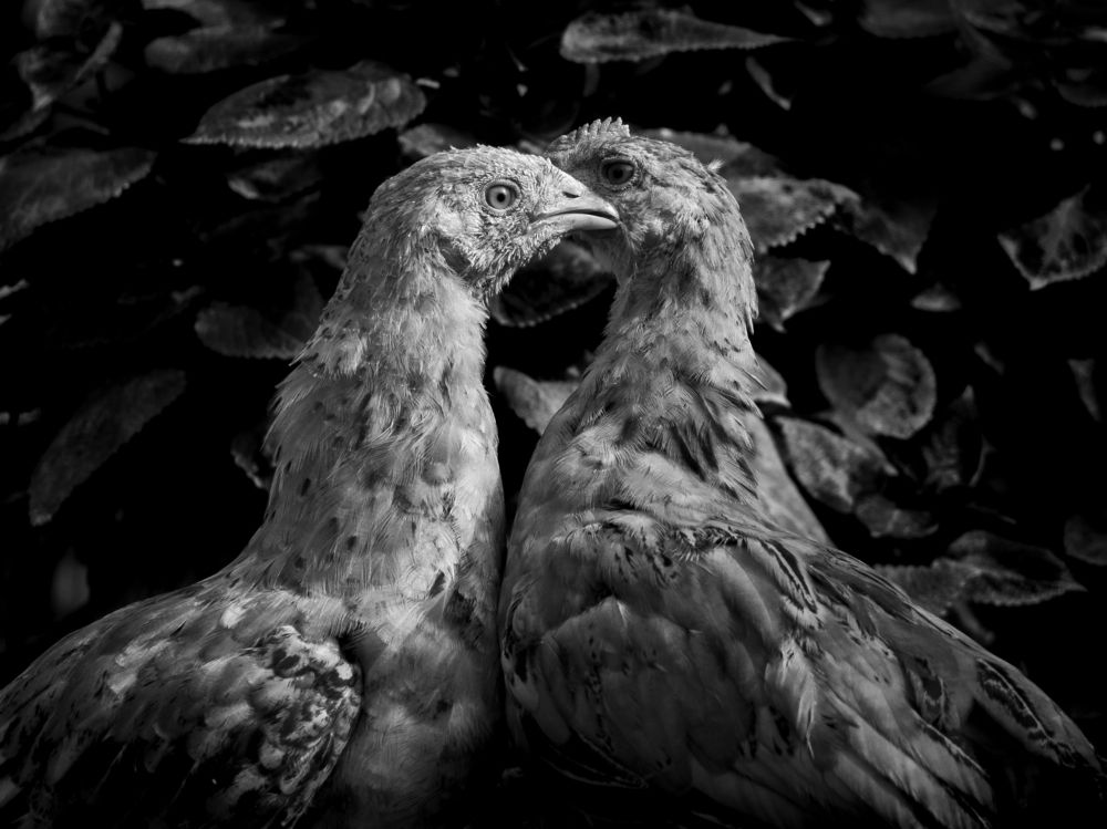 Photograph by Prajwal