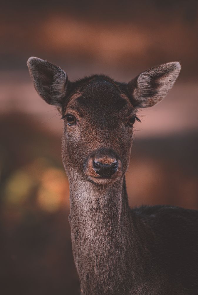 Фотография автора Kristijan Males