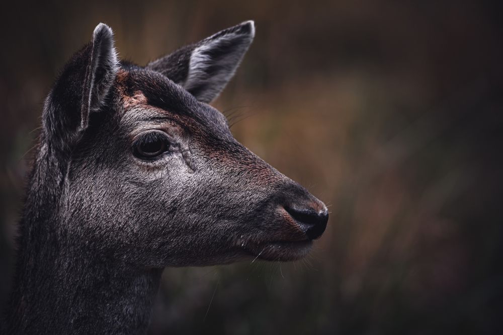 Фотография автора Kristijan Males