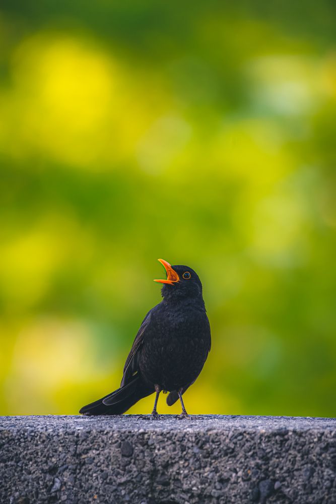 Фотография автора Kristijan Males