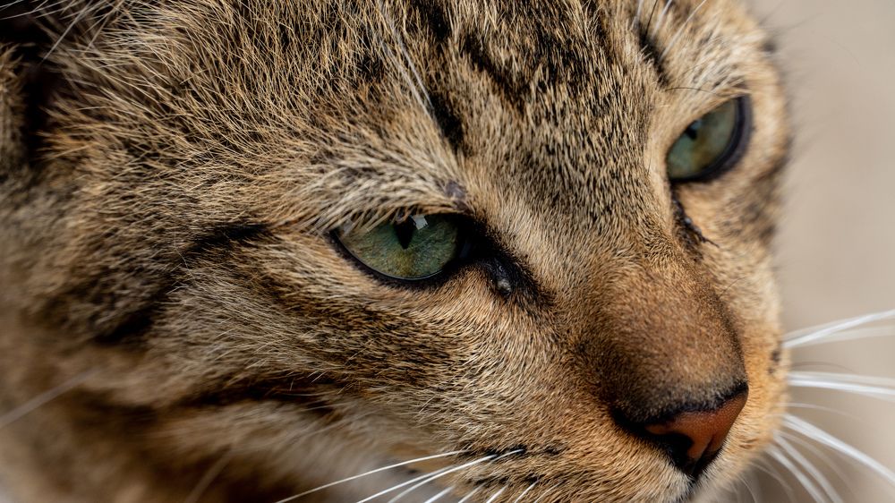 Фотография автора Prejul Prakash